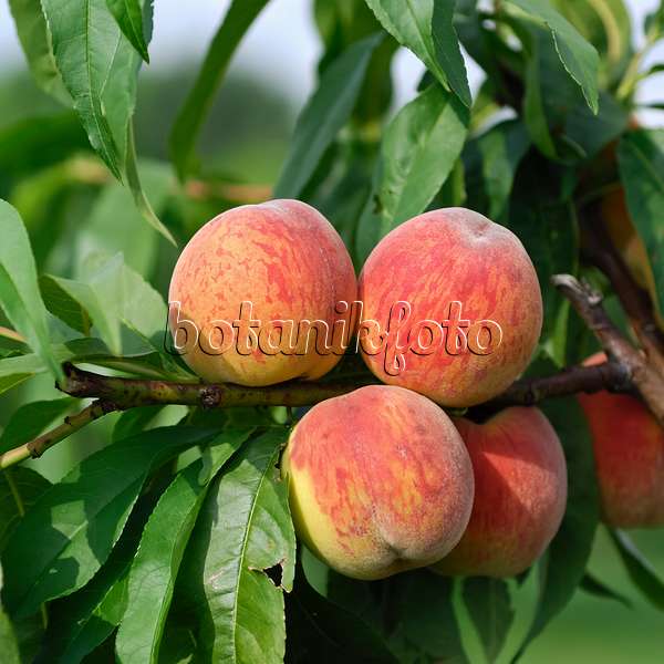454061 - Peach (Prunus persica 'Pilot')
