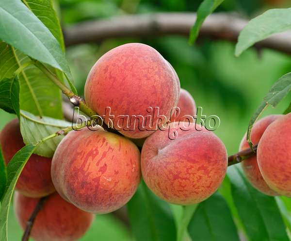 454062 - Peach (Prunus persica 'Pilot')
