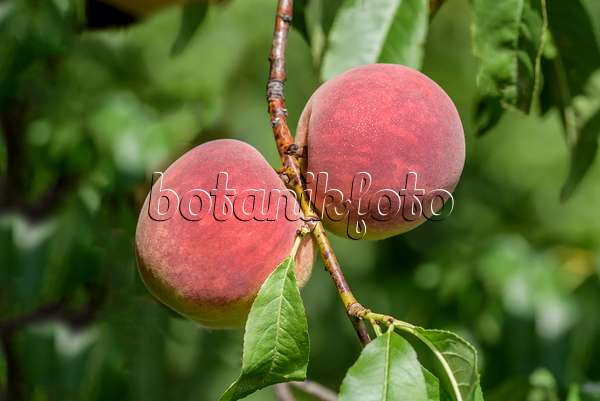 575270 - Peach (Prunus persica 'Poysdorfer Weingartenpfirsich')