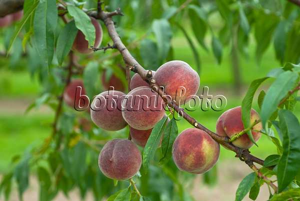 517355 - Peach (Prunus persica 'Proskauer')