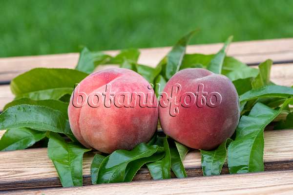 616093 - Peach (Prunus persica 'Winzertraum')