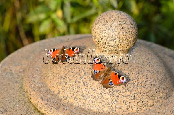 536187 - Peacock butterfly (Inachis io) sunbathing on a stone lantern with wings spread out