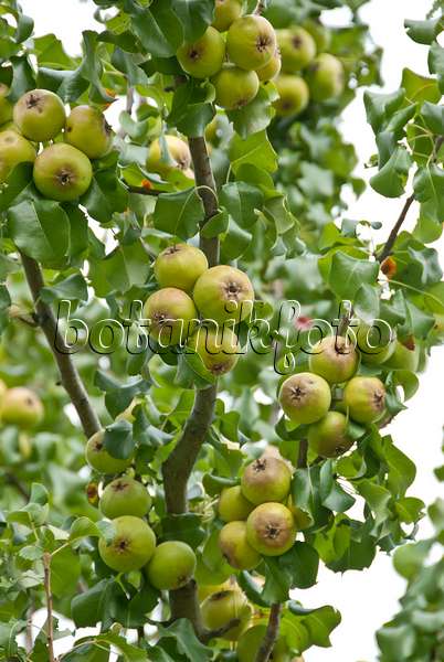 517218 - Pear (Pyrus canescens)