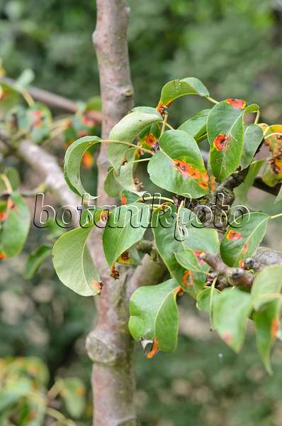 548164 - Pear (Pyrus) and pear rust (Gymnosporangium fuscum syn. Gymnosporangium sabinae)
