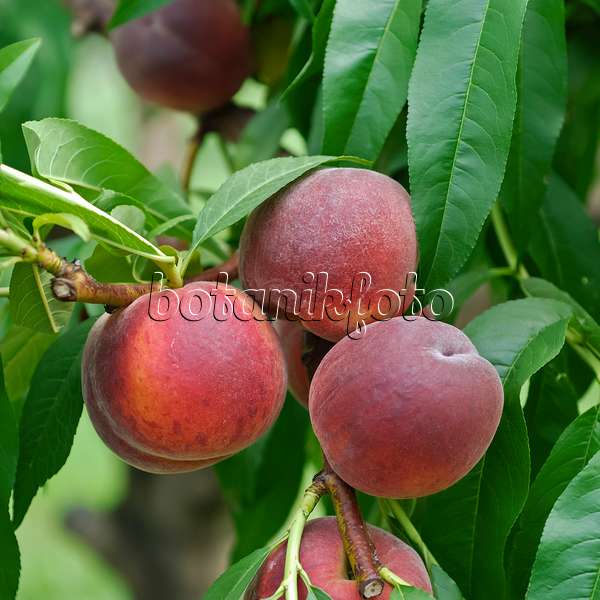 454059 - Pêcher (Prunus persica 'Cardinal')