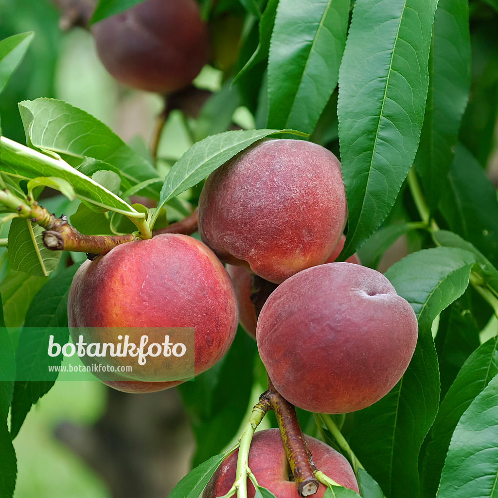 454059 - Pêcher (Prunus persica 'Cardinal')