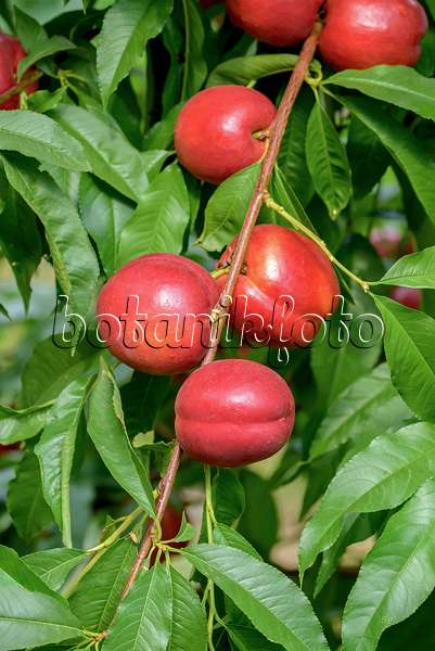 575257 - Pêcher (Prunus persica 'Early Devil')