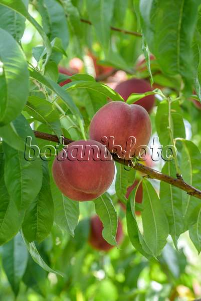 575266 - Pêcher (Prunus persica 'Maura')