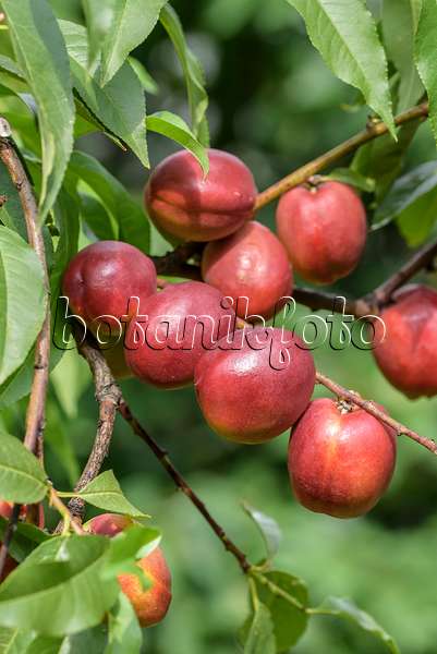 575259 - Pêcher (Prunus persica var. nucipersica 'Harblaze')