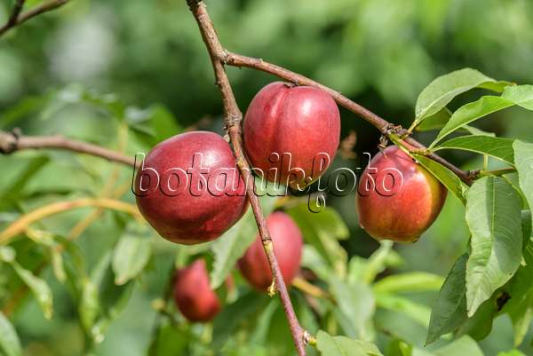 575260 - Pêcher (Prunus persica var. nucipersica 'Harblaze')
