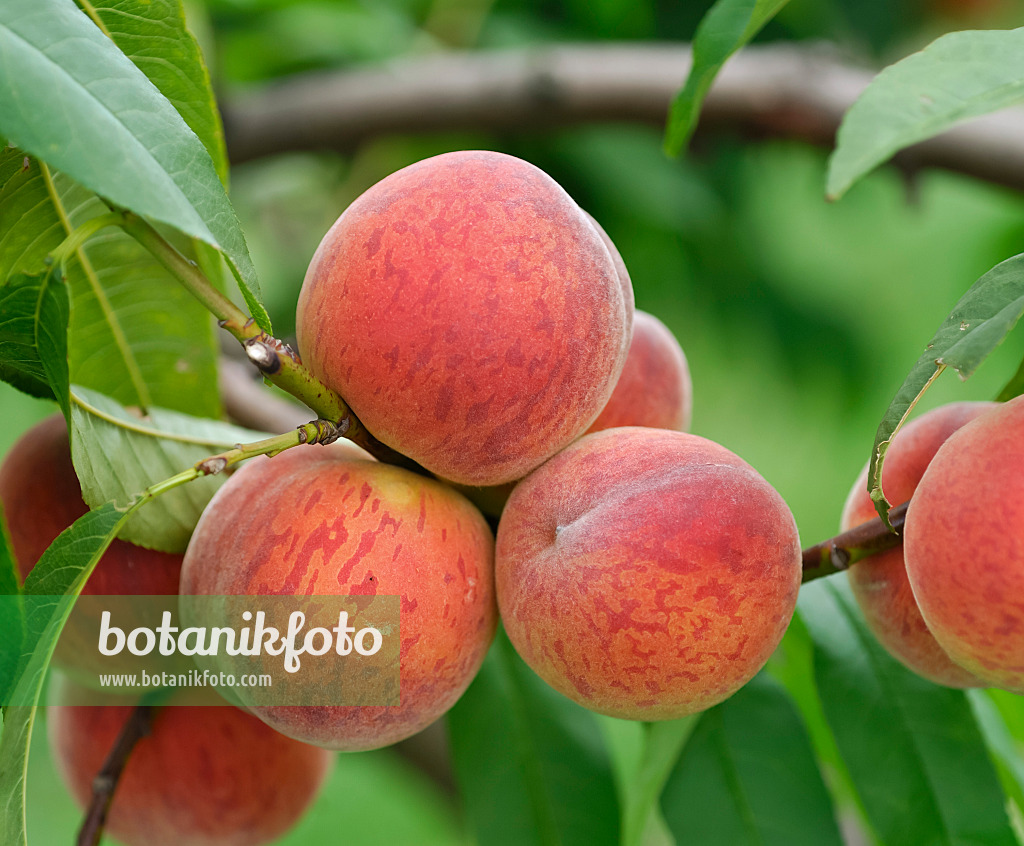 454062 - Pêcher (Prunus persica 'Pilot')