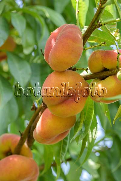 575262 - Pêcher (Prunus persica var. platycarpa 'Jalousie')