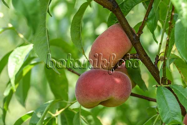 575269 - Pêcher (Prunus persica var. platycarpa 'Platifun')