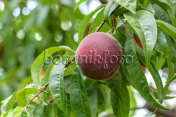 575272 - Pêcher (Prunus persica 'Royal Gem')