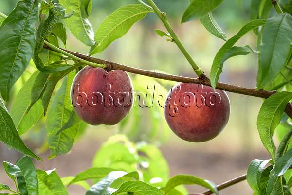 575273 - Pêcher (Prunus persica 'Royal Gem')