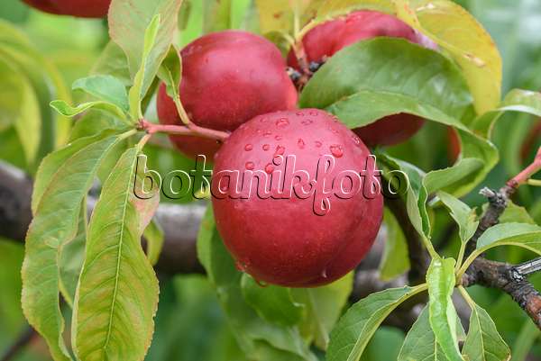 575282 - Pêcher (Prunus persica 'Super Crimson')