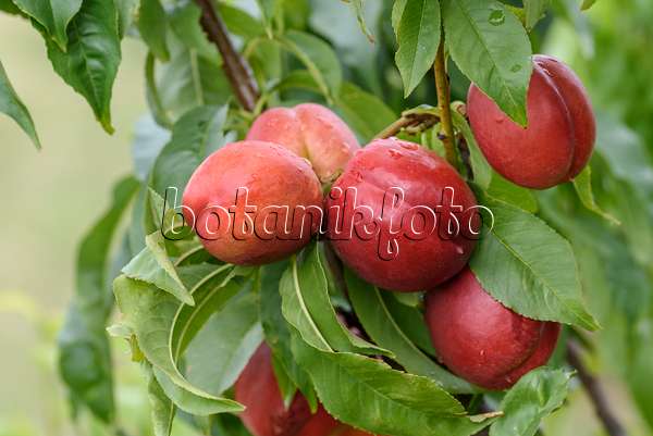 575283 - Pêcher (Prunus persica 'Super Crimson')