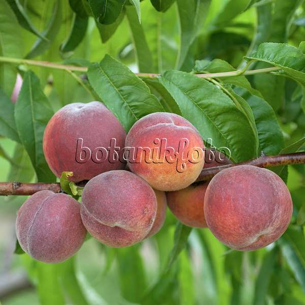 535373 - Pêcher (Prunus persica 'Triumph')