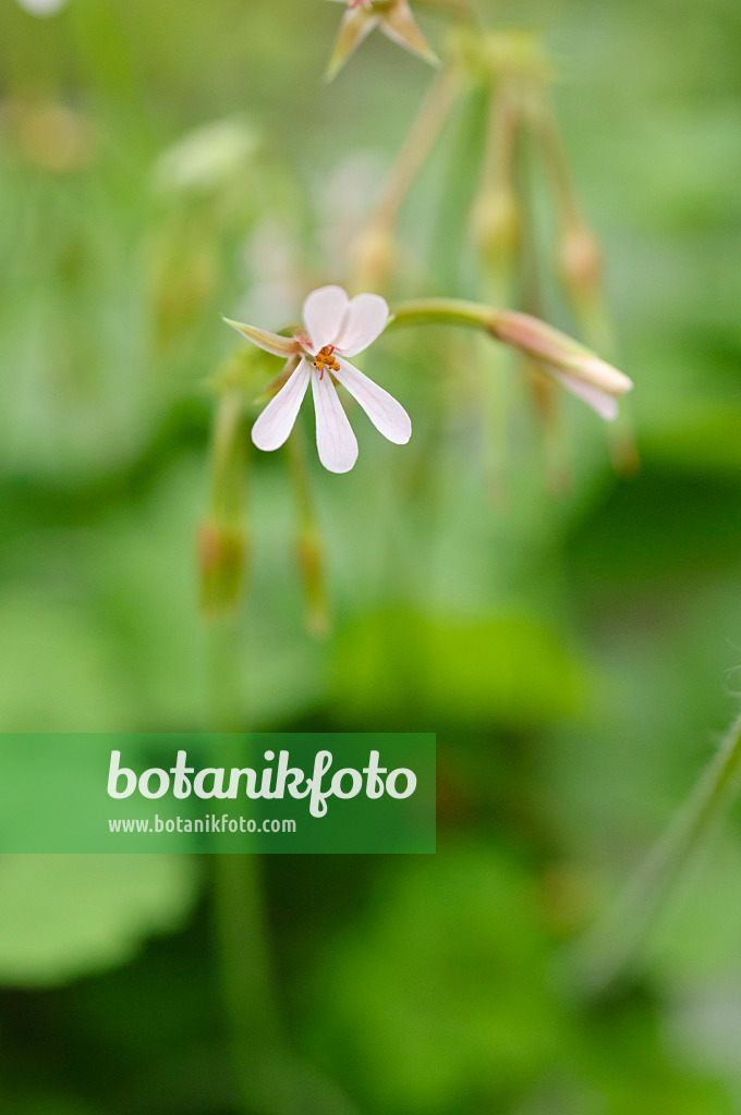 482067 - Pelargonium (Pelargonium alchemilloides)