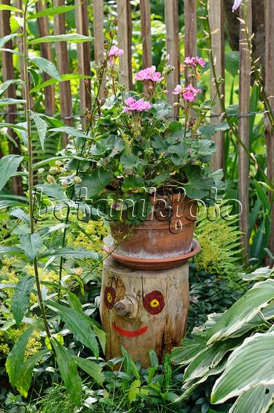 474360 - Pelargonium (Pelargonium) on a tree stump with a painted face