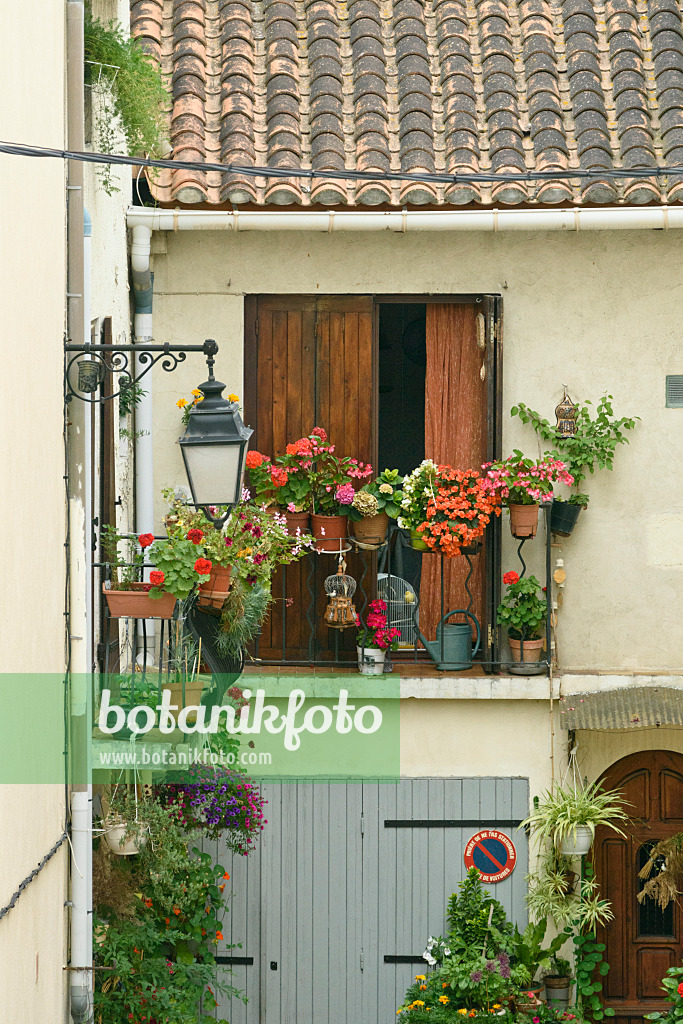 557116 - Pelargoniums (Pelargonium), begonias (Begonia) and hydrangeas (Hydrangea) on a balcony, Arles, France