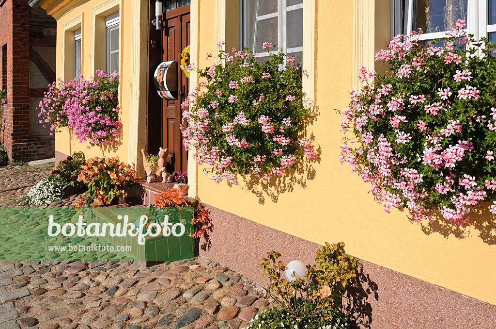 549023 - Pelargoniums (Pelargonium) and begonias (Begonia) in flower boxes and flower pots