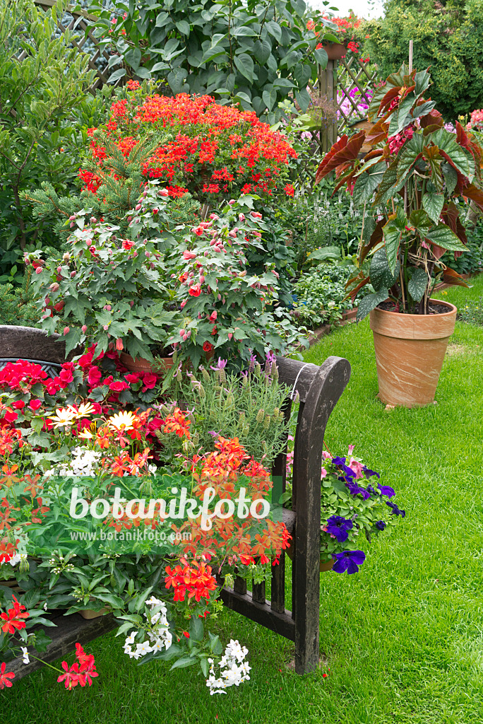 546066 - Pelargoniums (Pelargonium), jasmine nightshade (Solanum jasminoides), begonias (Begonia), lavenders (Lavandula) and flowering maples (Abutilon)