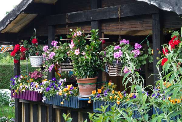 557030 - Pelargoniums (Pelargonium), violets (Viola) and Brazilian jasmine (Mandevilla syn. Dipladenia) in flower pots and flower boxes