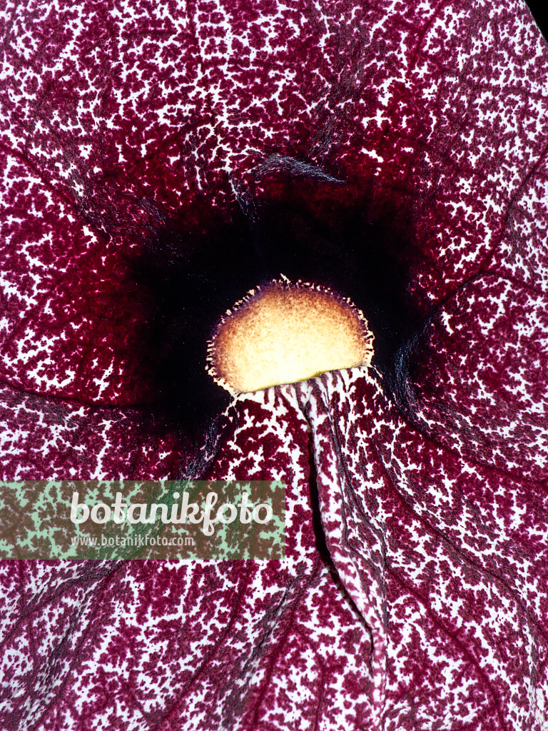 431013 - Pelican flower (Aristolochia grandiflora)