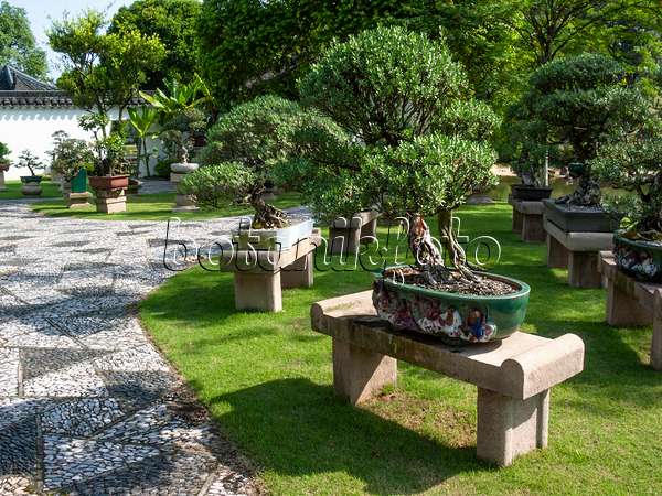 411200 - Pemphis acidula, jardin de bonsaï, Singapour