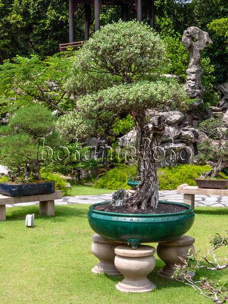 411213 - Pemphis acidula, jardin de bonsaï, Singapour