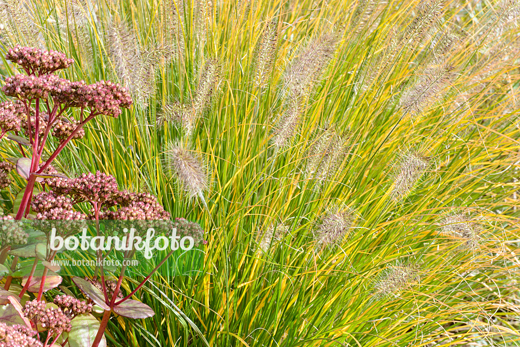 548123 - Pennisetum alopecuroides 'Hameln' et orpin reprise (Sedum telephium 'Matrona' syn. Hylotelephium telephium 'Matrona')