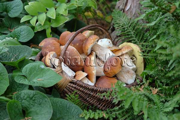 575028 - Penny buns (Boletus edulis) in a basket of wickerwork standing between forest plants