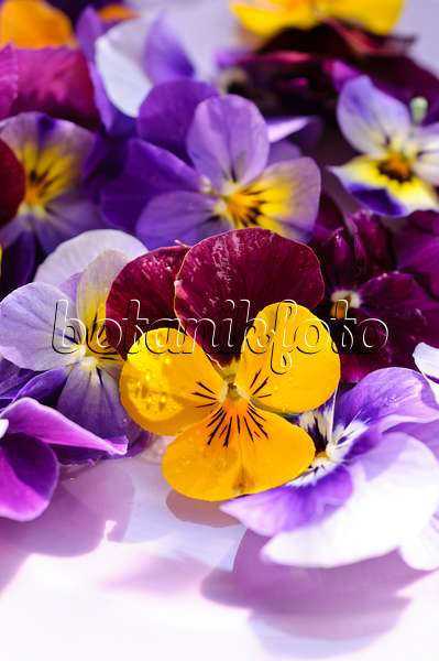484214 - Pensées à corne (Viola cornuta), fleurs coupées sur une assiette