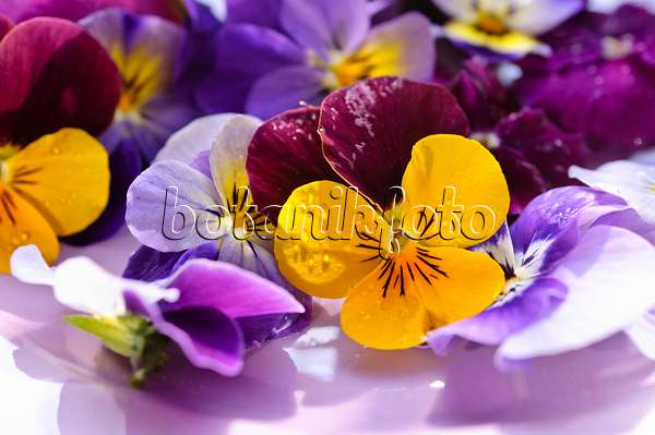 484215 - Pensées à corne (Viola cornuta), fleurs coupées sur une assiette