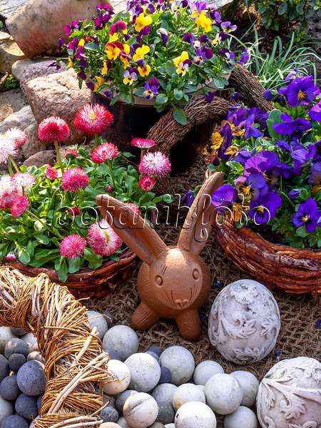 447088 - Pensées à corne (Viola cornuta) et pâquerettes vivaces (Bellis perennis) avec un lapin de Pâques