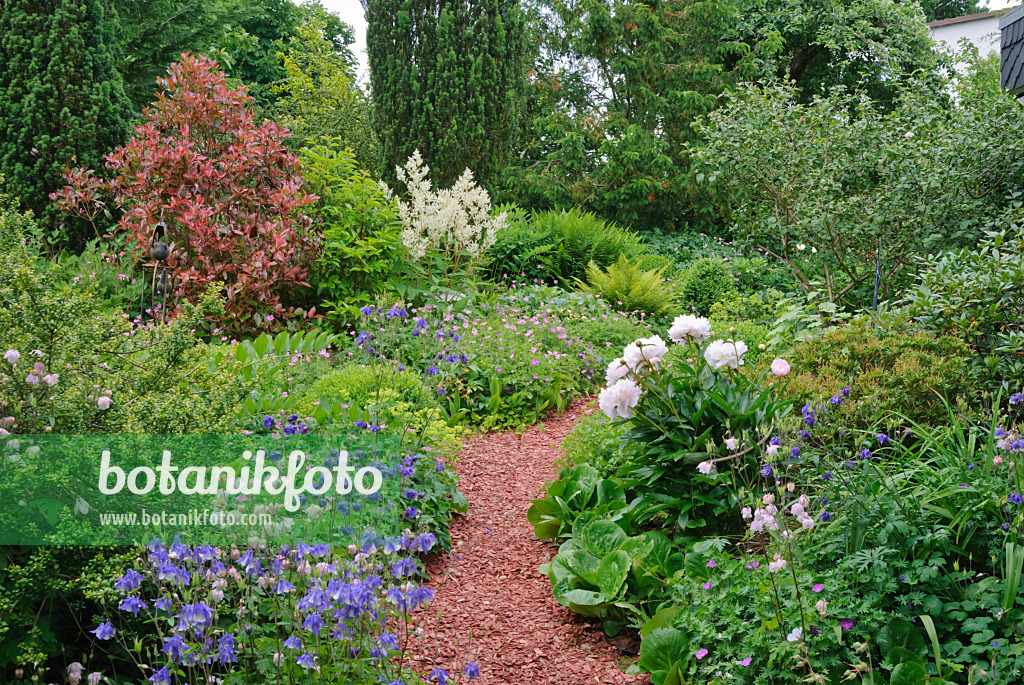 518038 - Peonies (Paeonia), columbines (Aquilegia) and cranesbills (Geranium)