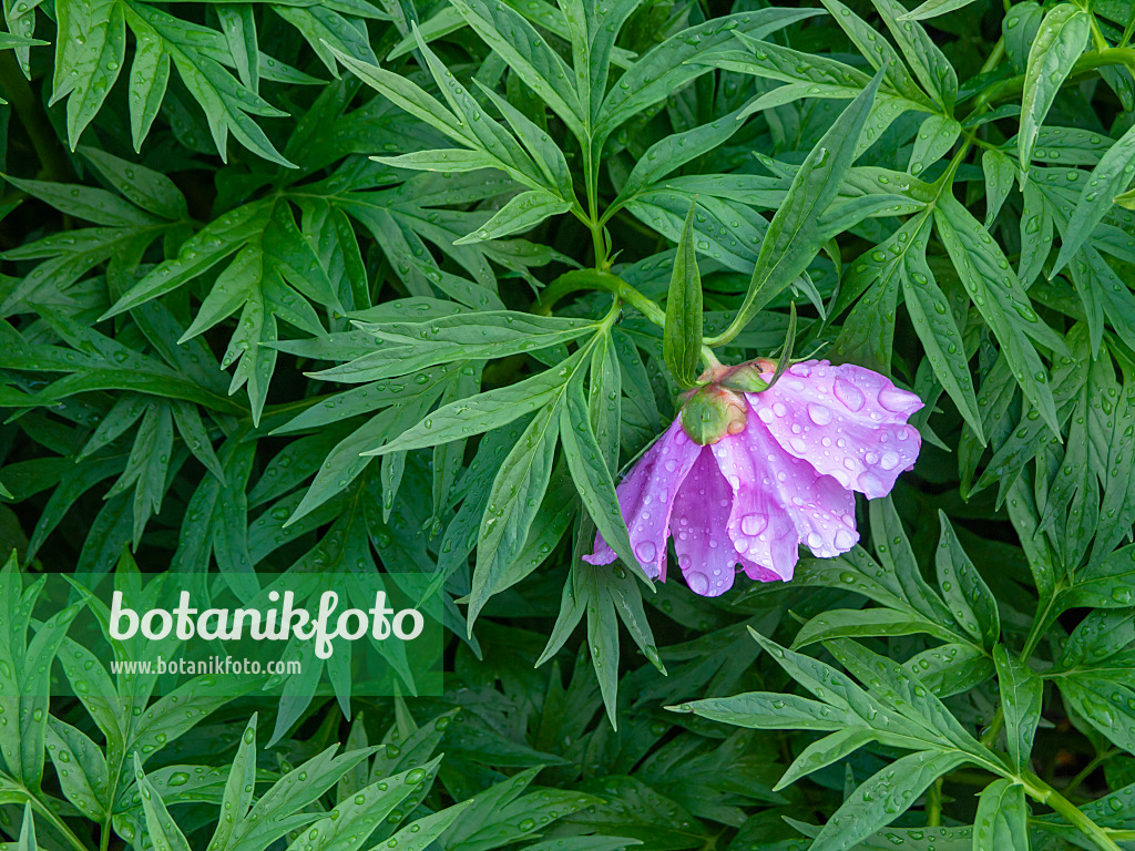 437452 - Peony (Paeonia anomala)