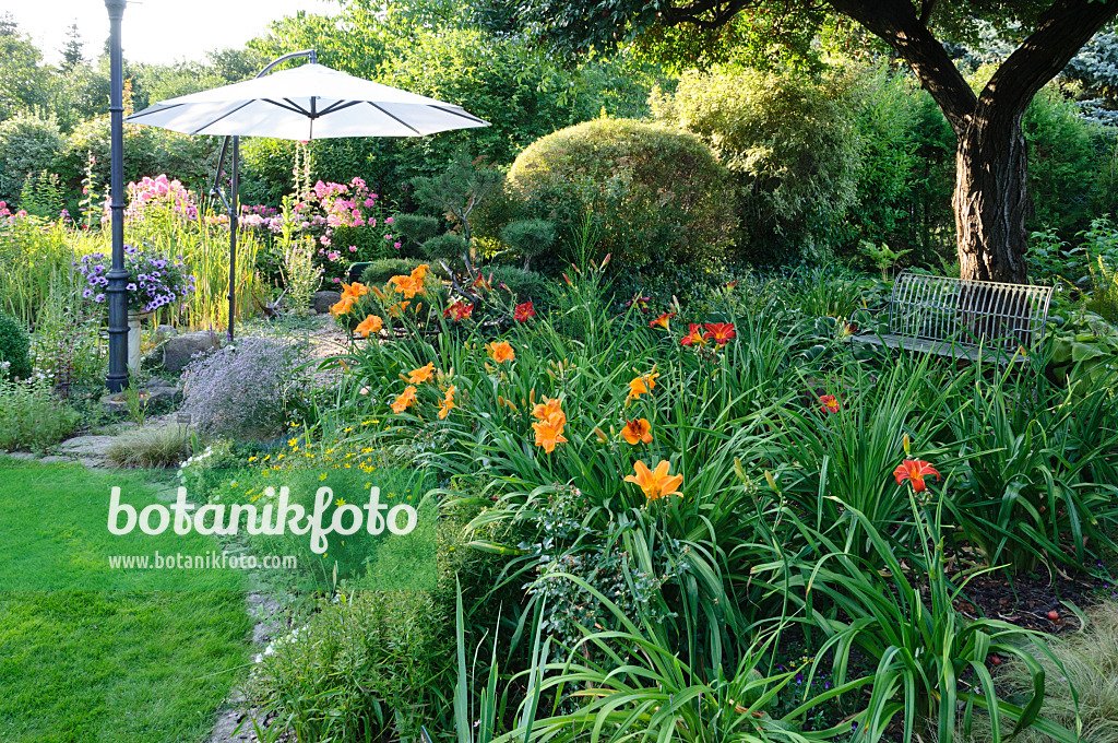 474456 - Perennial bed with day lilies