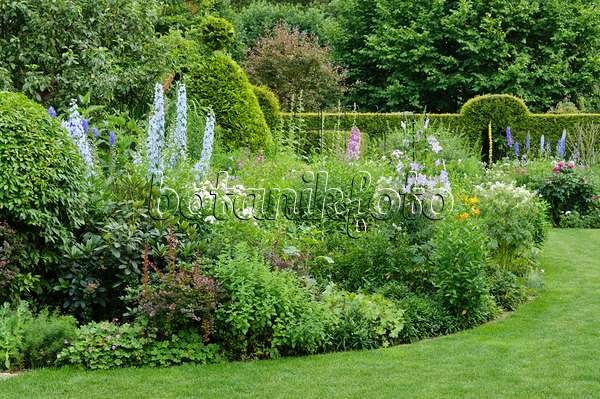 486011 - Perennial border with larkspurs (Delphinium) and clematis (Clematis)