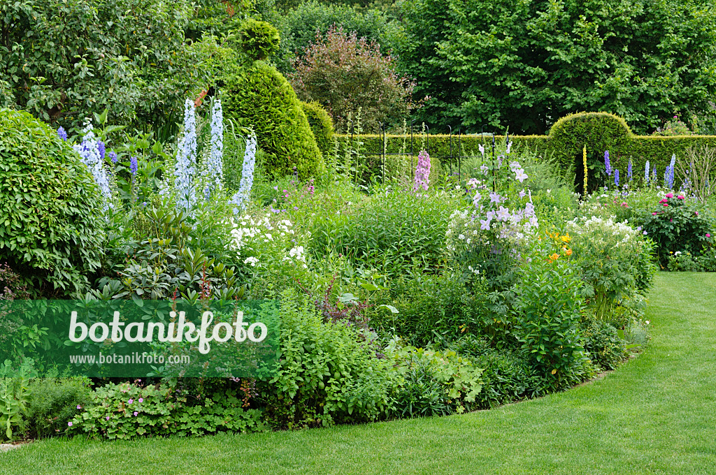 486011 - Perennial border with larkspurs (Delphinium) and clematis (Clematis)