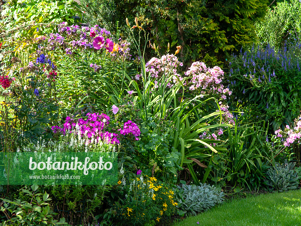 441004 - Perennial border with phlox (Phlox)