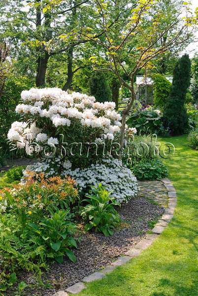 509156 - Perennial border with rhododendron (Rhododendron)