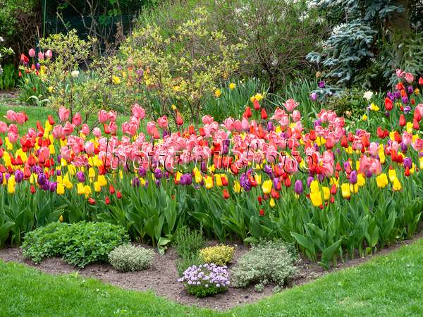 484064 - Perennial border with tulips (Tulipa)