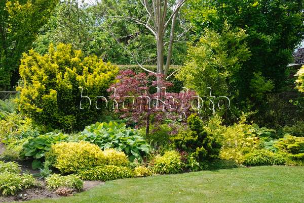 518025 - Perennial border with yellow-leaved plants