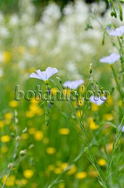 508532 - Perennial flax (Linum perenne)