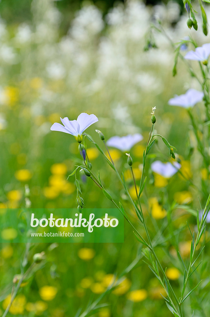 508532 - Perennial flax (Linum perenne)