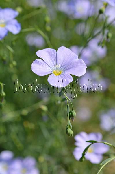 508539 - Perennial flax (Linum perenne)