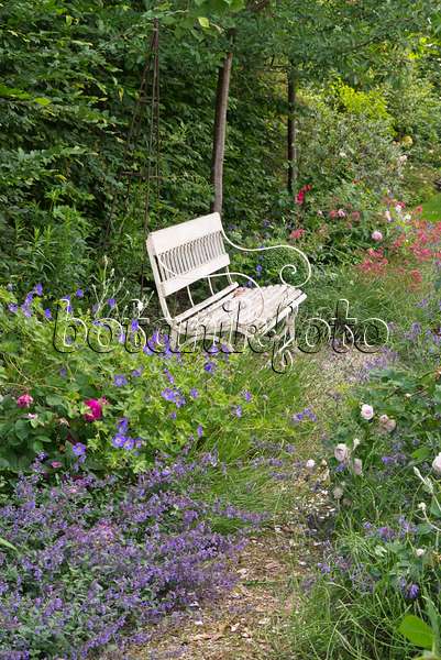 545175 - Perennial garden with bench