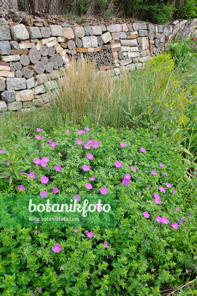 472418 - Perennial garden with dry stone wall